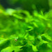 Subwassertang aquatic moss