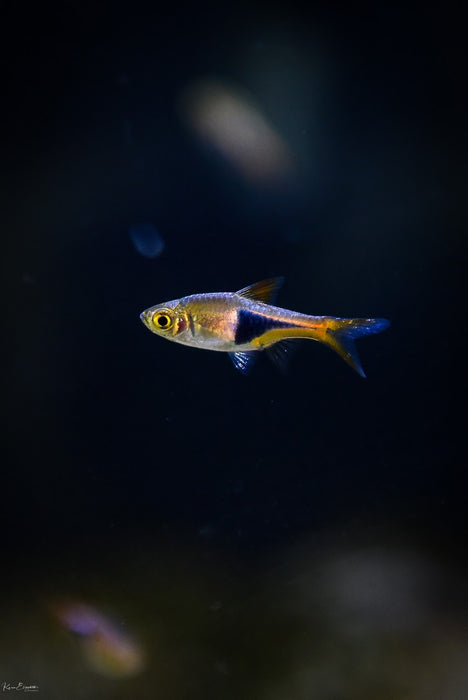 Trigonostigma heteromorpha