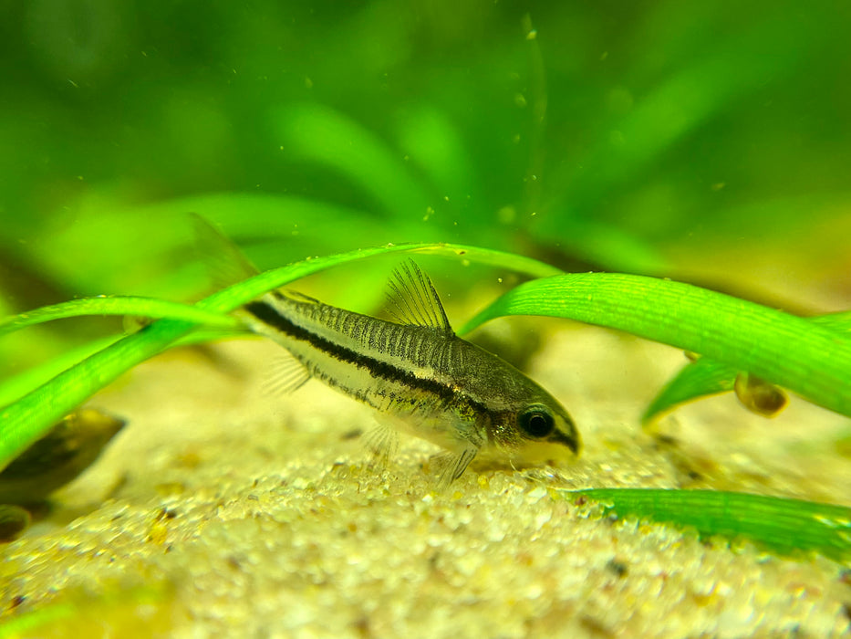 Pygys Fish Pygmy Cory (Corydoras Pygmaeus) — Fishiotherapy