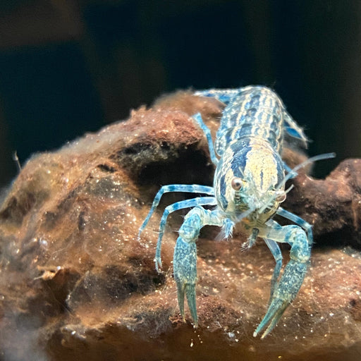 Brazos Dwarf Crayfish ‘Blue’ 