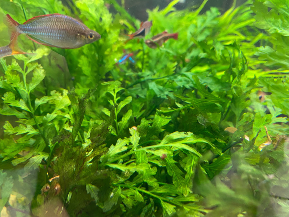 African Water Fern and fish