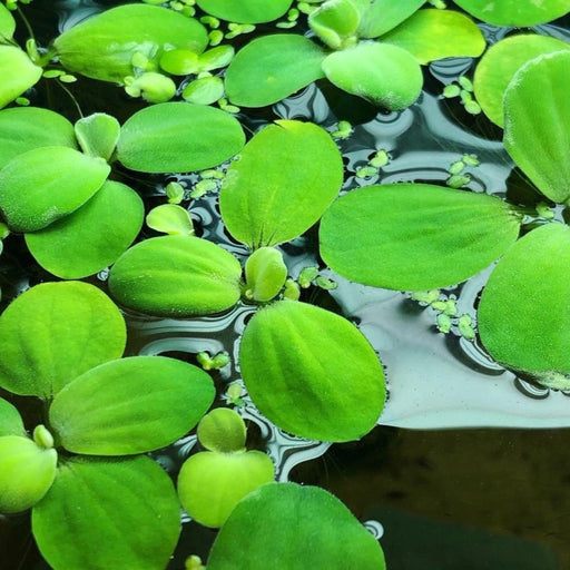 Water Lettuce aquarium plant