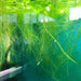 Water Lettuce floater roots