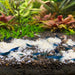 blue neocardina shrimp eating snowflake pellets