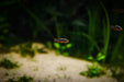 Galaxy Rasbora / Celestial Pearl Danio