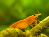 Orange Neocaridina