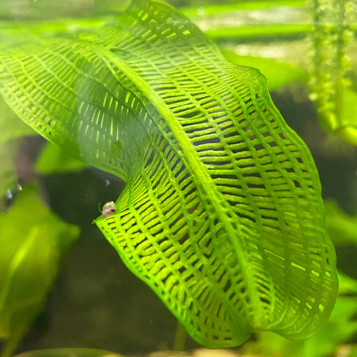 Madagascar Lace Aquatic Plant