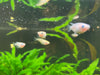 Ricefish sp. “Pearl Galaxy”