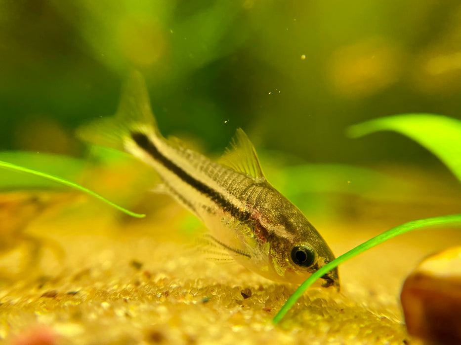 Pygys Fish Pygmy Cory (Corydoras Pygmaeus) — Fishiotherapy