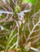 Hygrophila Polysperma “Rosanervig”