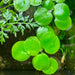 amazon frogbit aqua plant