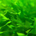 Subwassertang shrimp moss