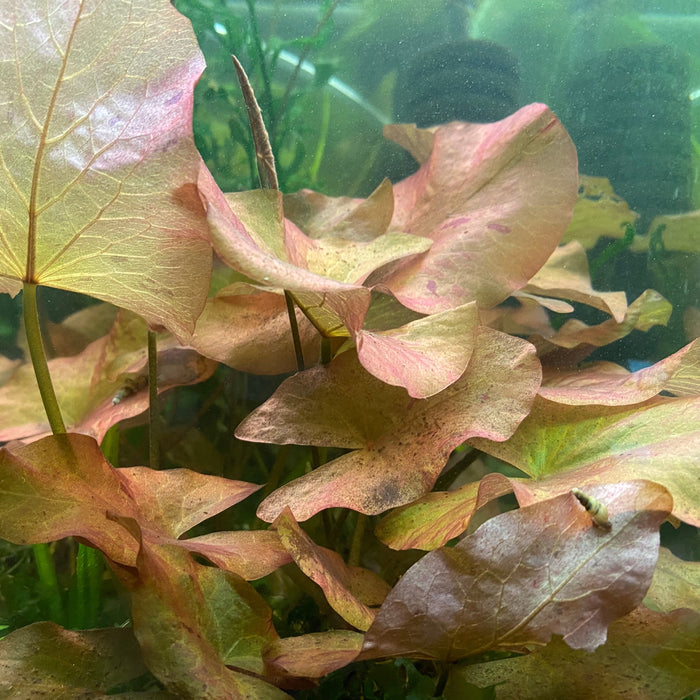 Dwarf Lily Bulb (Nymphaea Stellata)