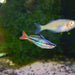 Picta Rainbowfish pair