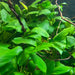 Anubias Barteri plants