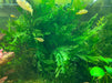 African Water Fern in pea puffer aquarium