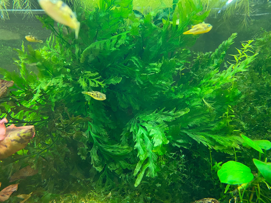 African Water Fern in pea puffer aquarium