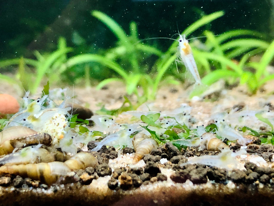 Pearl White Shrimp