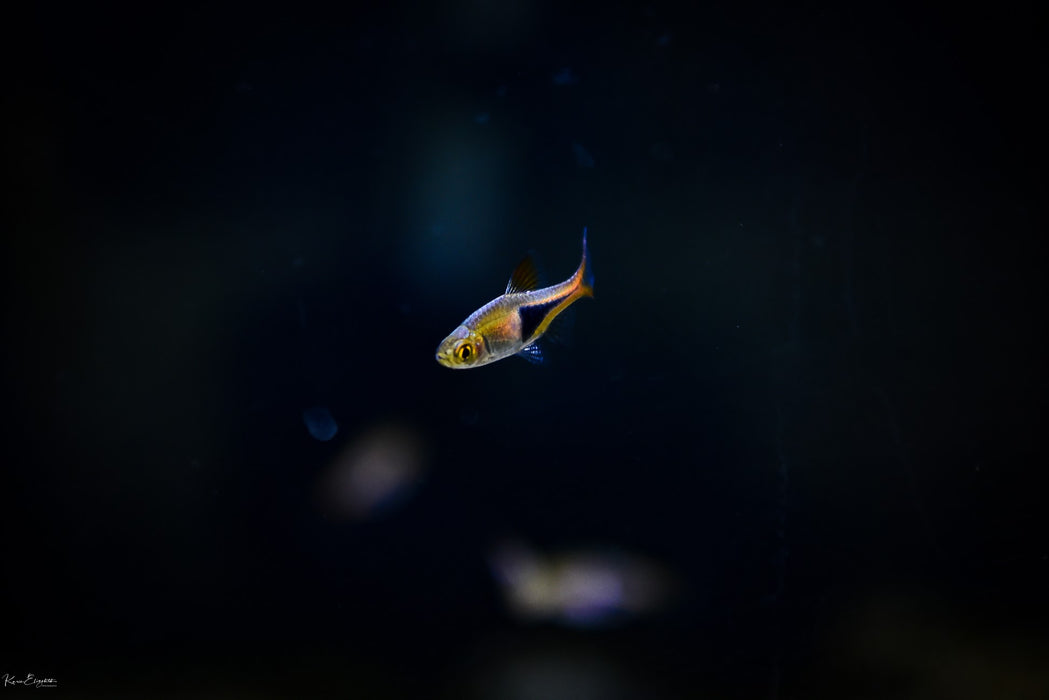 Harlequin Rasboras