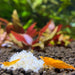 2 orange neocardina shrimp eating snowflake pellet