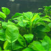 Anubias planted aquarium