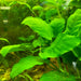 Anubias aquarium plant
