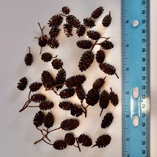 loose various sized alder cones