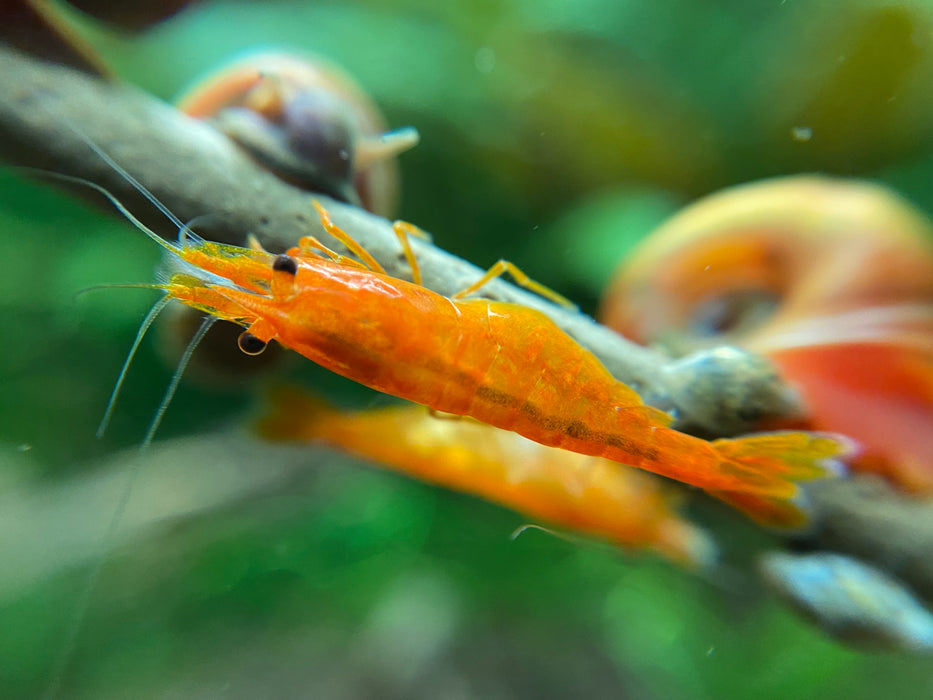 Orange Pumpkin Neocaridina