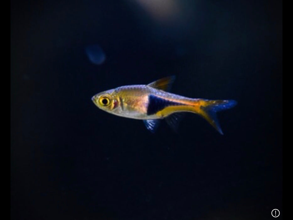 Harlequin Rasbora