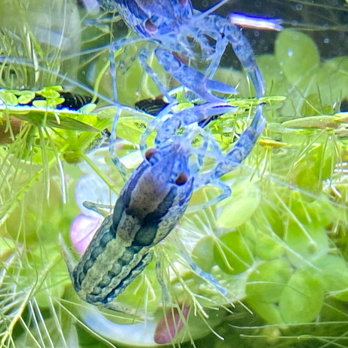 Brazos Dwarf Crayfish ‘Blue’ 