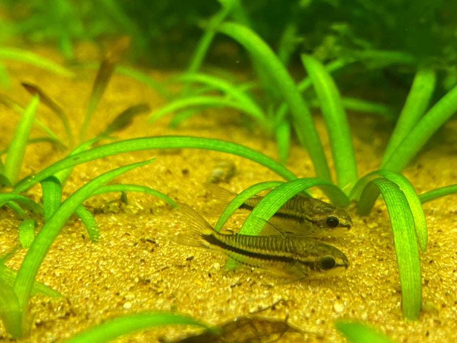 Pygmi Fish Pygmy Cory (Corydoras Pygmaeus) — Fishiotherapy
