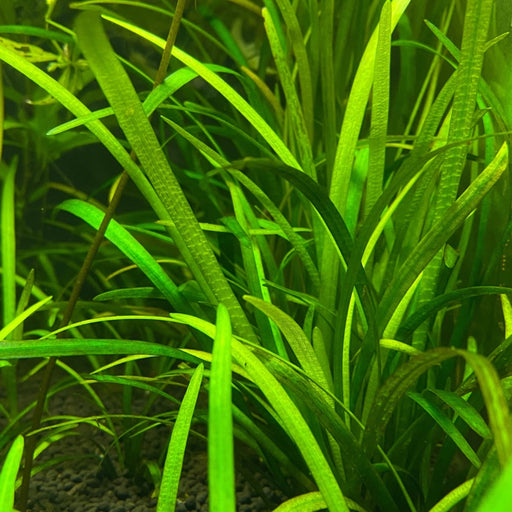 Vallisneria Spiralis