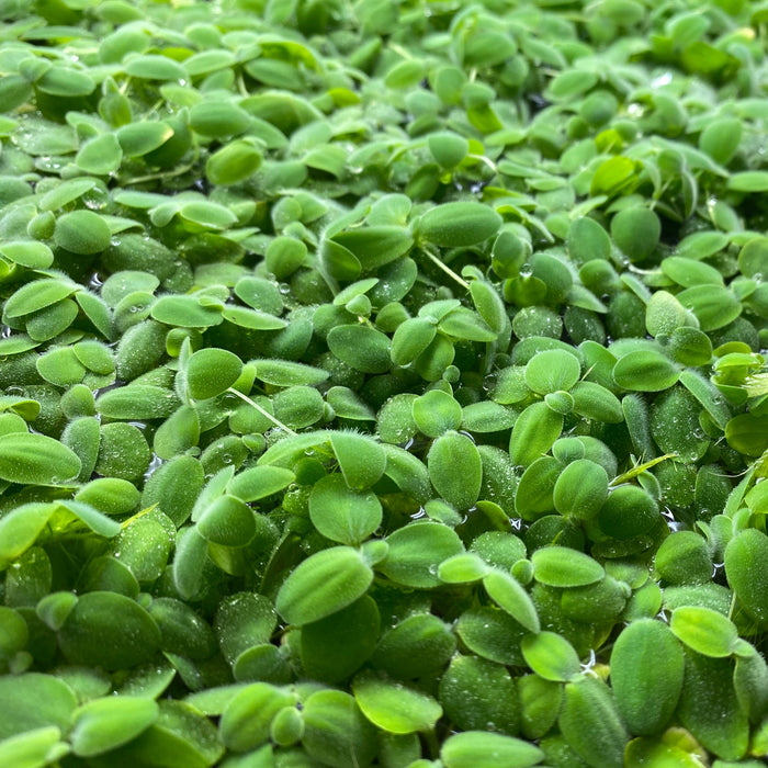 Water Lettuce 