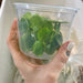 hand holding frogbit plants in container