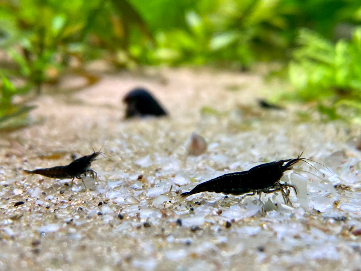 Black Neocaridina (Neocaridina davidi var. black) — Fishiotherapy