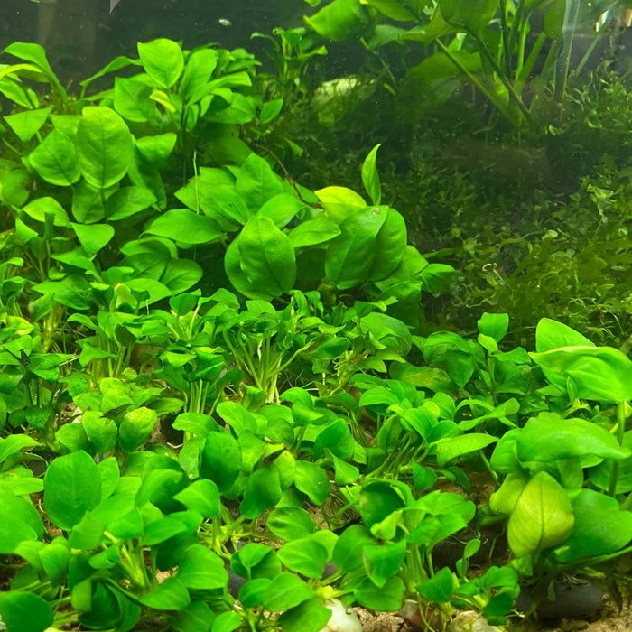 Aquarium full of anubis nana