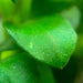 Anubias nana leaf closeup