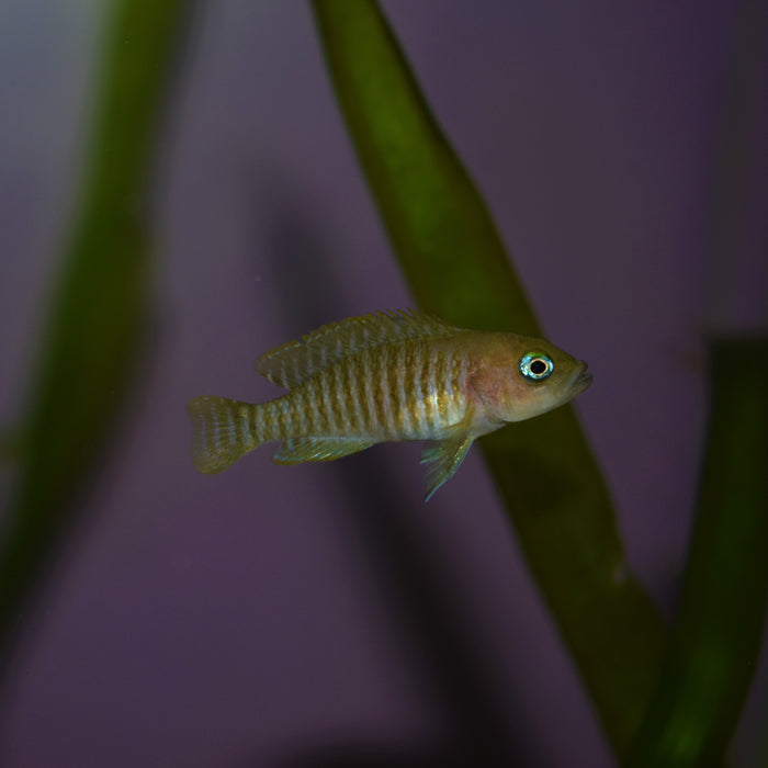 Multis - Neolamprologus Multifasciatus