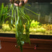 hand holding 3 Aponogeton Ulvaceus plant out of water