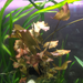 dwarf aquarium lily