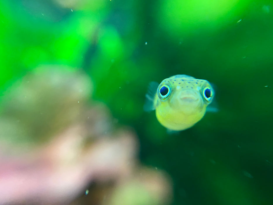 Pea Puffer (Carinotetraodon travancoricus) — Fishiotherapy