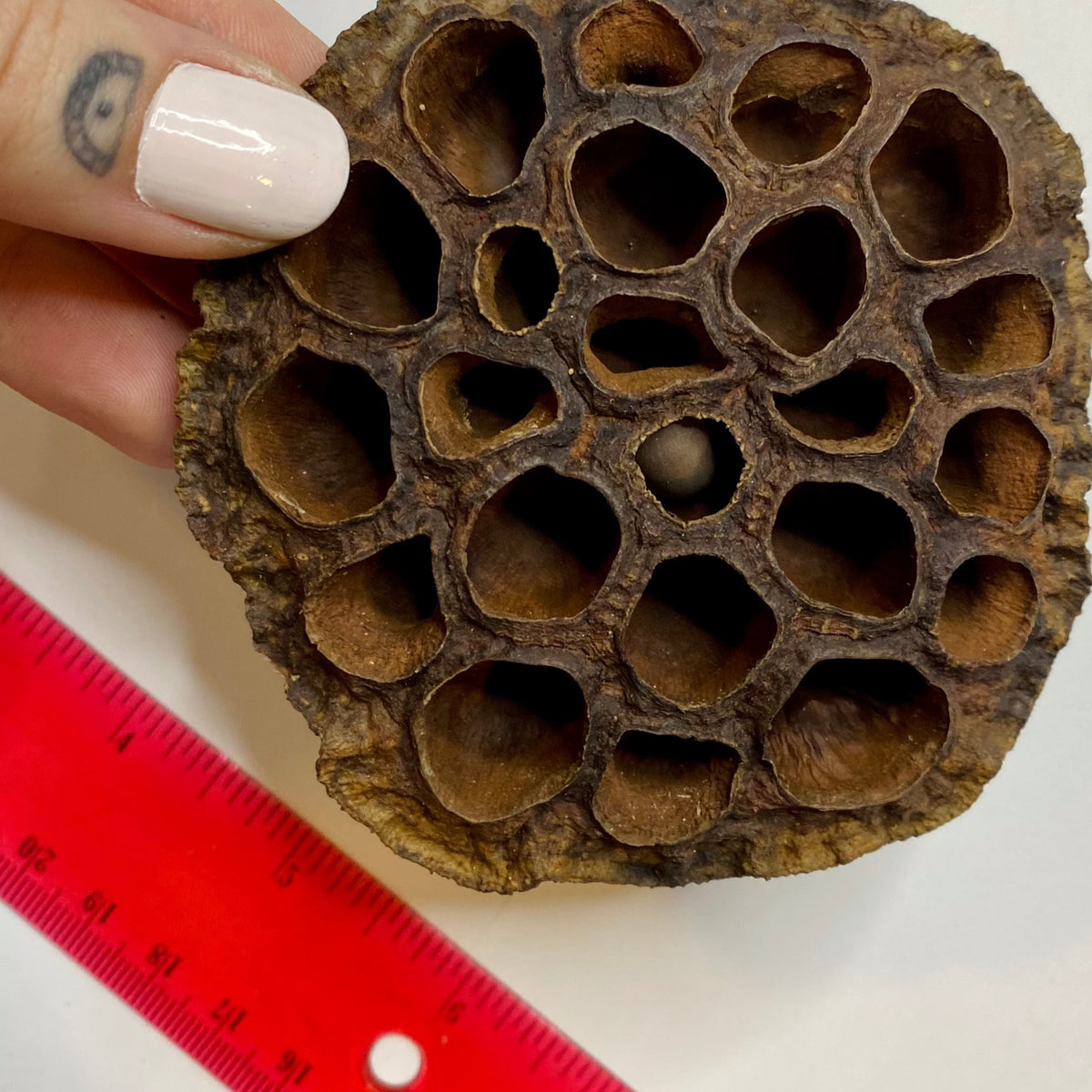 Lotus Pod - medium — Fishiotherapy