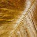oak leaf fern closeup