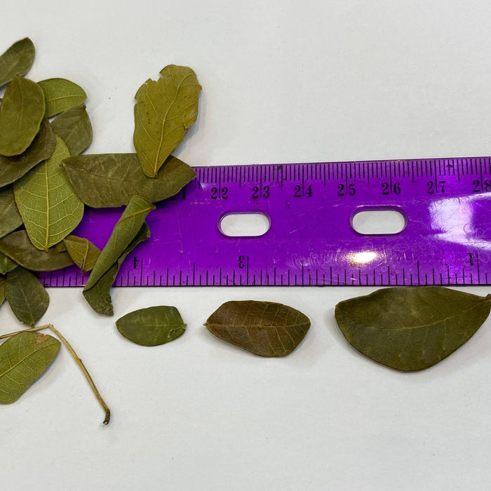 nano leaves on ruler