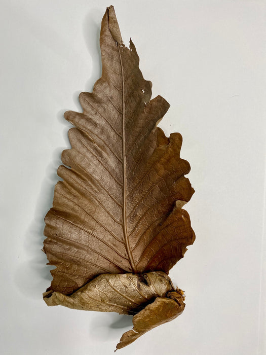oak leaf fern