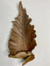 oak leaf fern