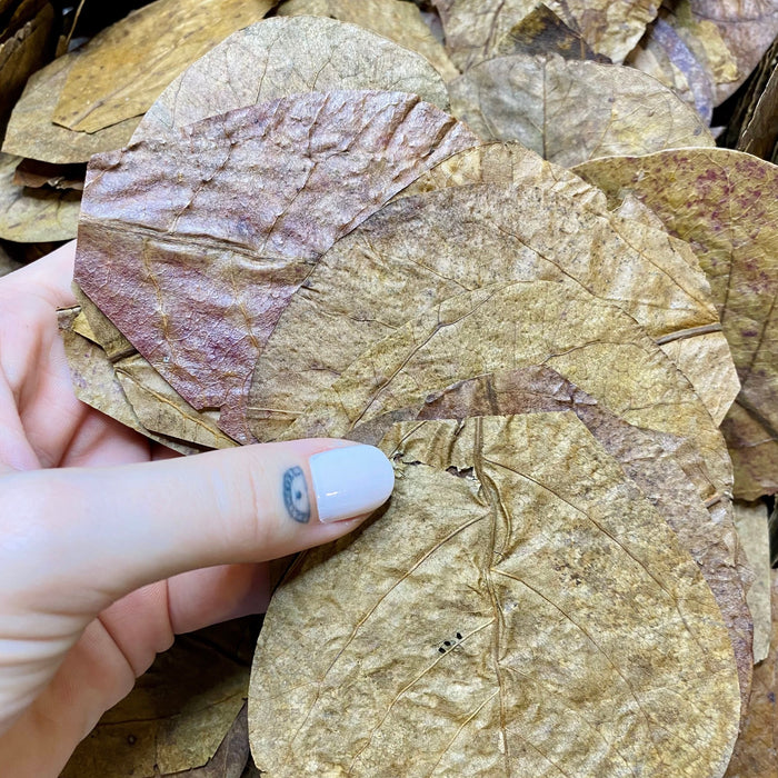hand holding Indian almond leaves