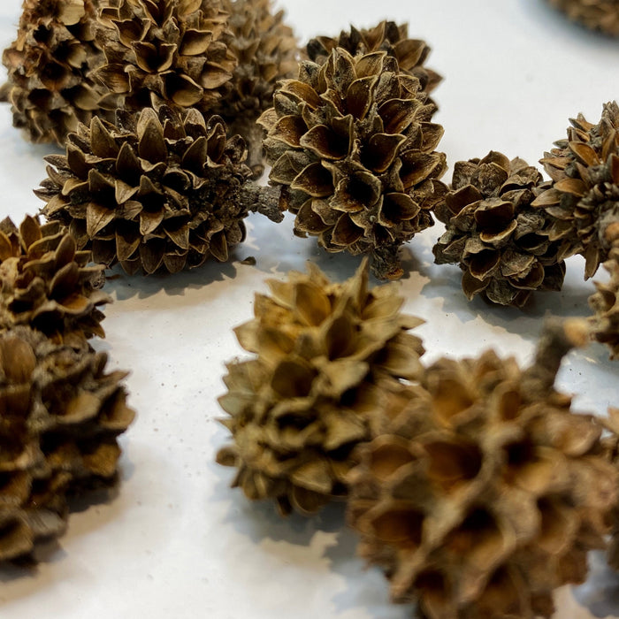 casuarina cones