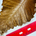 dried oak leaf fern closeup