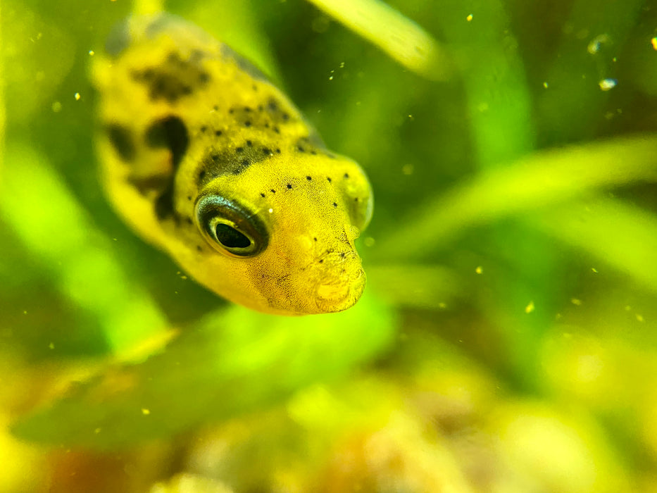 Pea Pufferfish